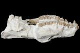 7.4" Oreodont (Merycoidodon) Partial Skull - Wyoming - #123184-4
